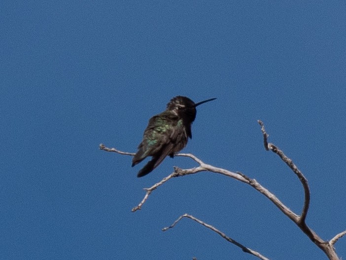 Costa's Hummingbird - Will Knowlton