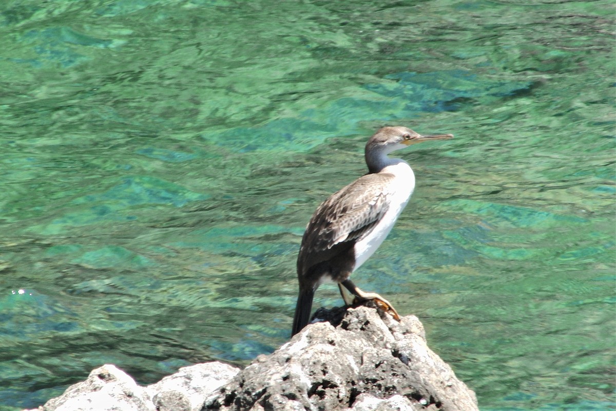 European Shag - ML230070521