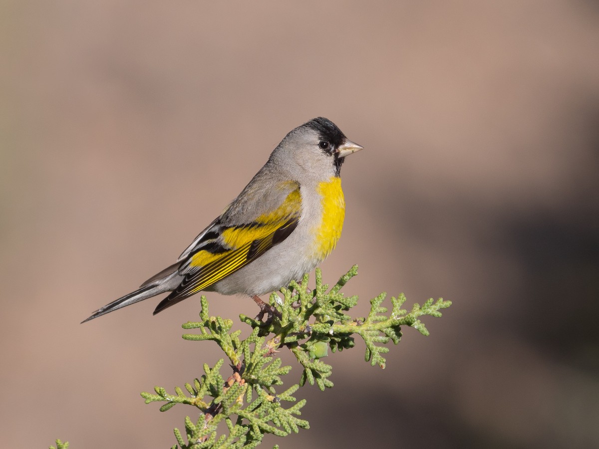 Lawrence's Goldfinch - ML230072111