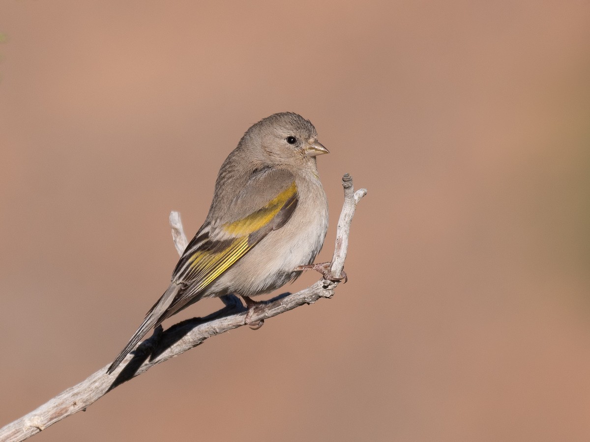 Lawrence's Goldfinch - Will Knowlton