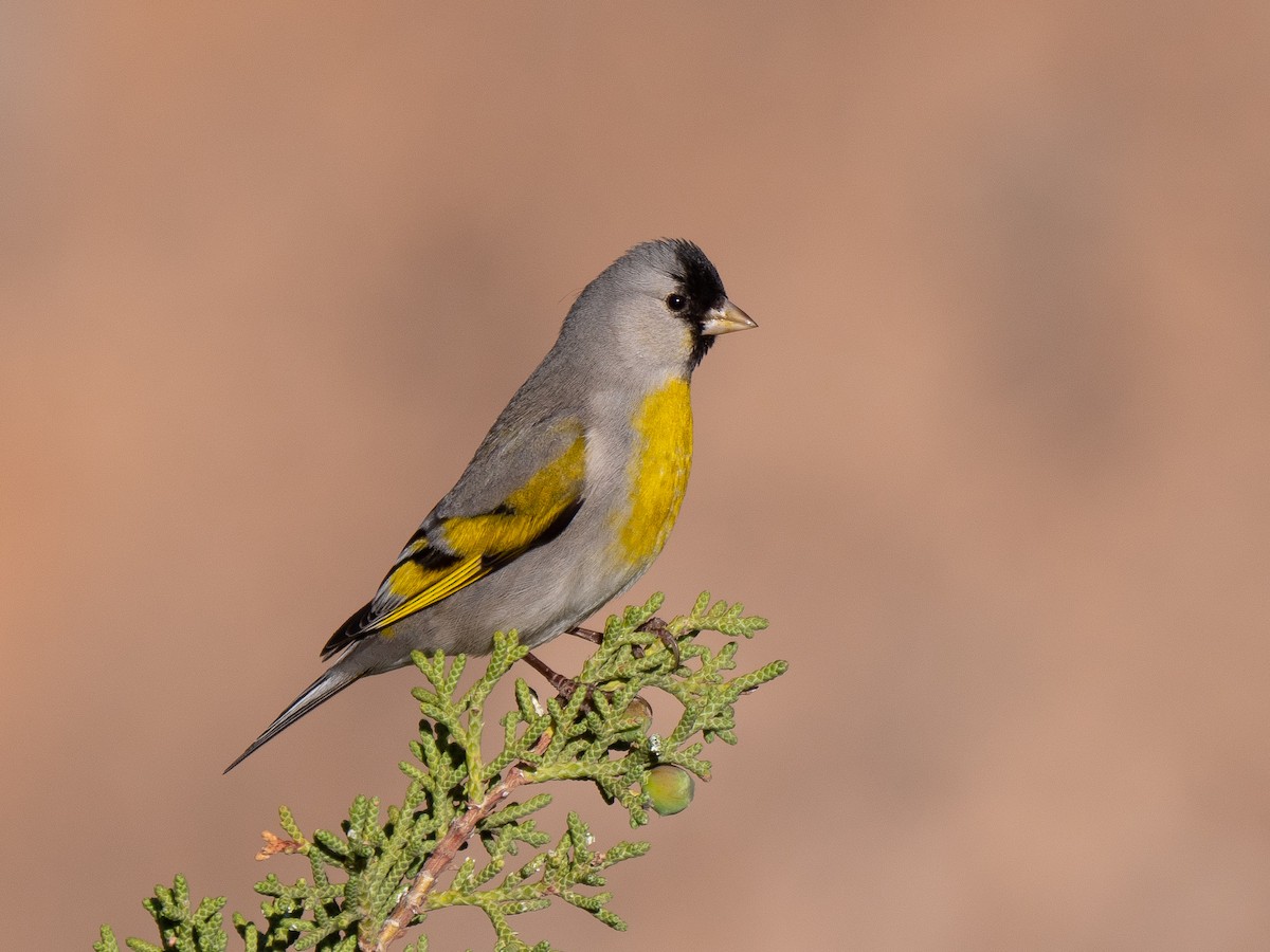 Lawrence's Goldfinch - ML230072201