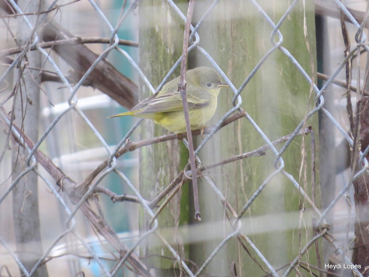 Paruline jaune - ML23007221