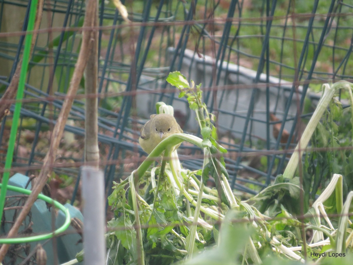 Yellow Warbler - ML23007231