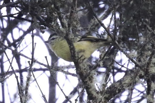 Black-capped Tyrannulet - ML23007251