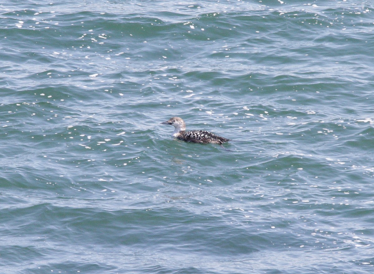 Common Loon - ML230072721