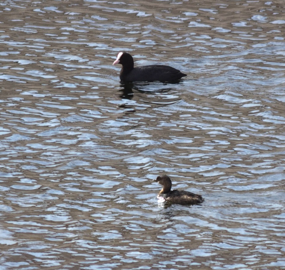 Pied-billed Grebe - Xabier Remirez