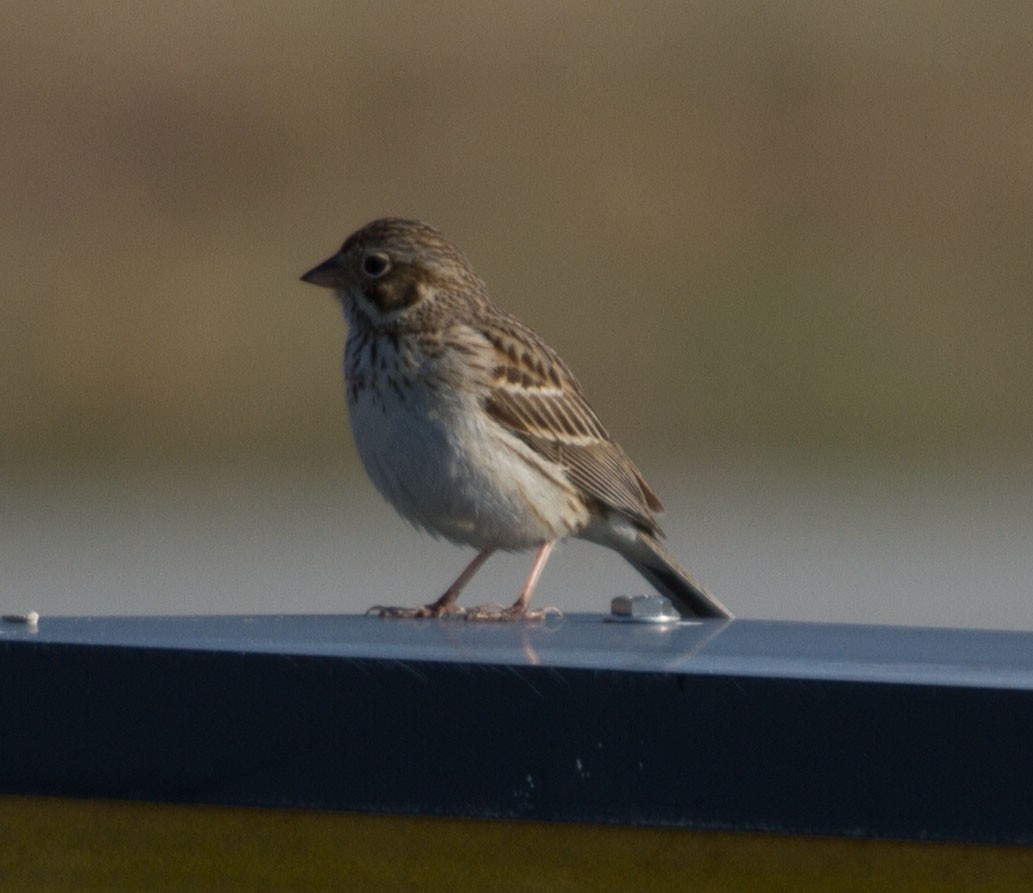 Vesper Sparrow - ML230073311