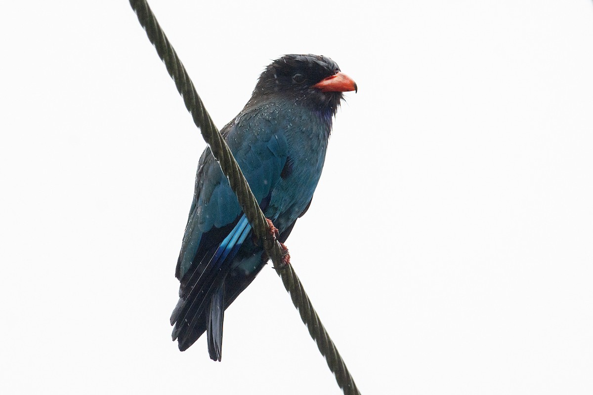 Dollarbird - ML230074071