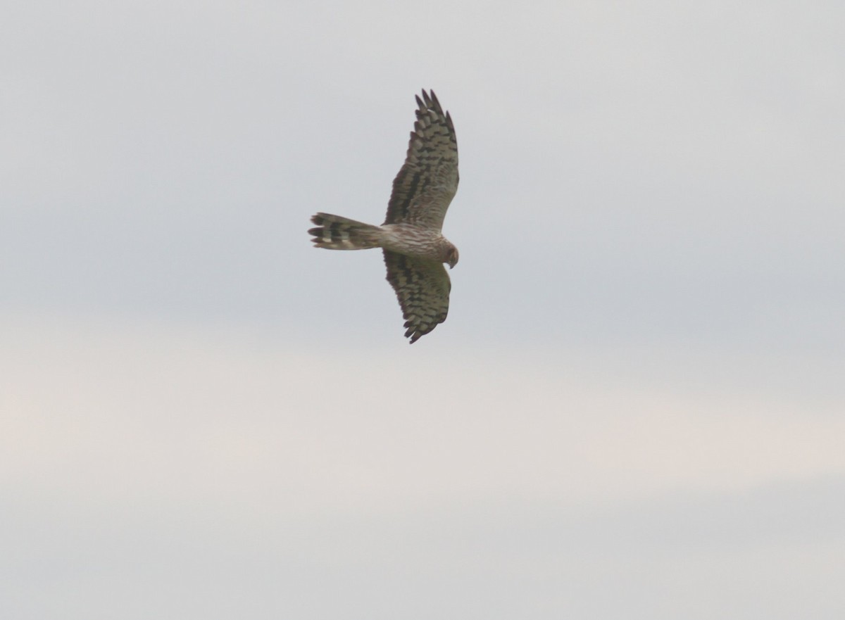 Montagu's Harrier - ML230076451