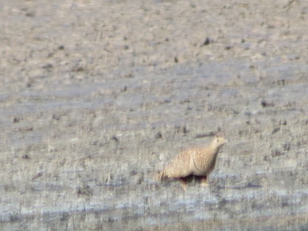 Black-bellied Sandgrouse - ML230076911