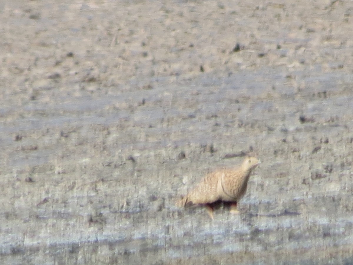 Black-bellied Sandgrouse - Félix  Arribas Del Álamo