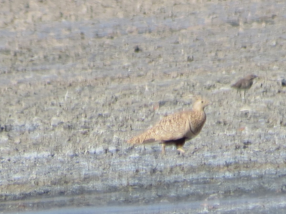 Black-bellied Sandgrouse - ML230077011