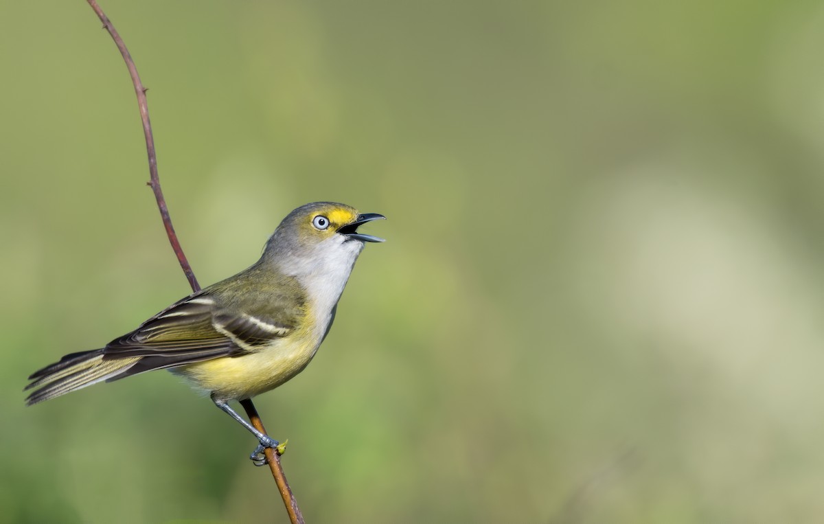 White-eyed Vireo - ML230077021