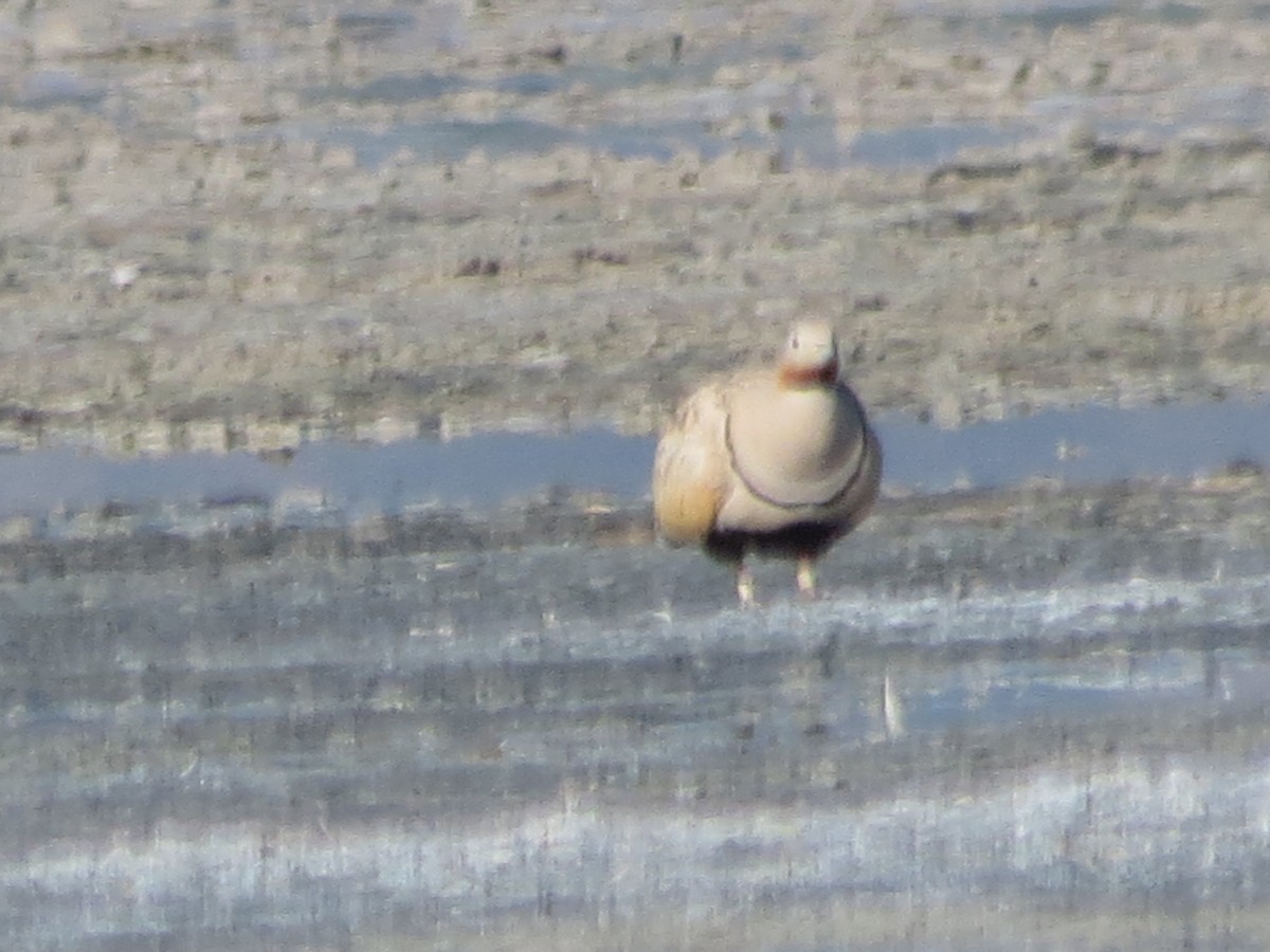 Black-bellied Sandgrouse - Félix  Arribas Del Álamo