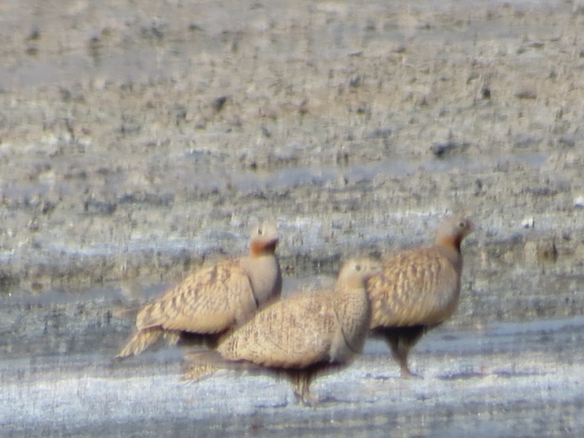 Black-bellied Sandgrouse - ML230077421