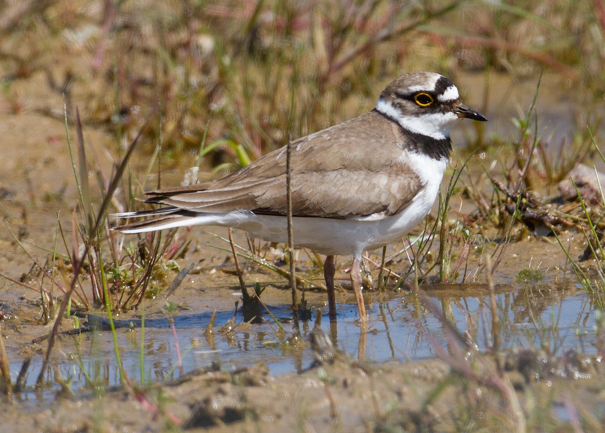 Little Ringed Plover - ML230077601