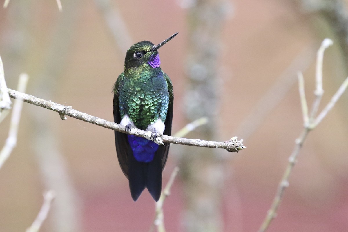 Glowing Puffleg - Knut Hansen