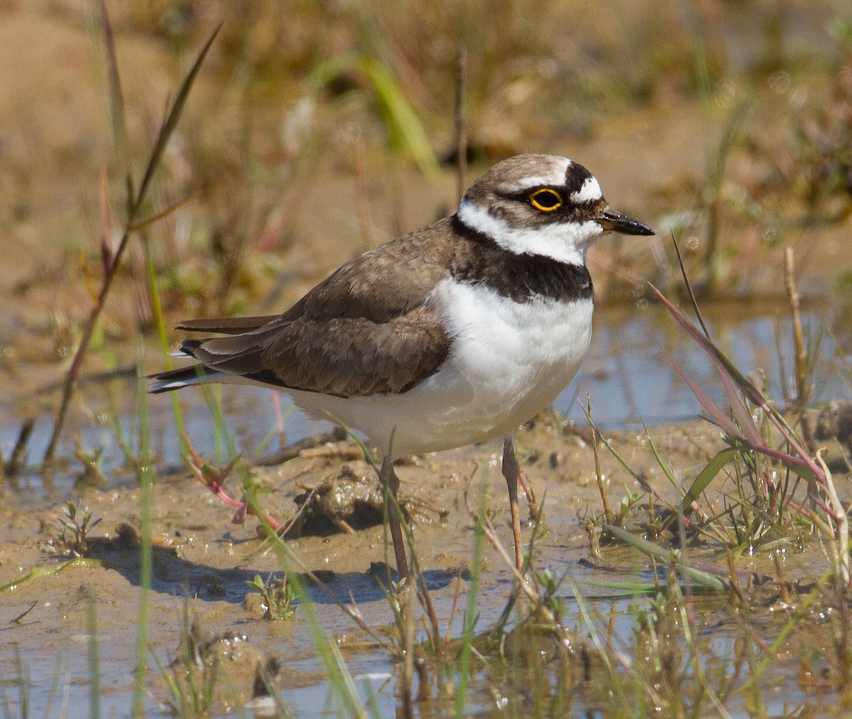 Little Ringed Plover - ML230079071