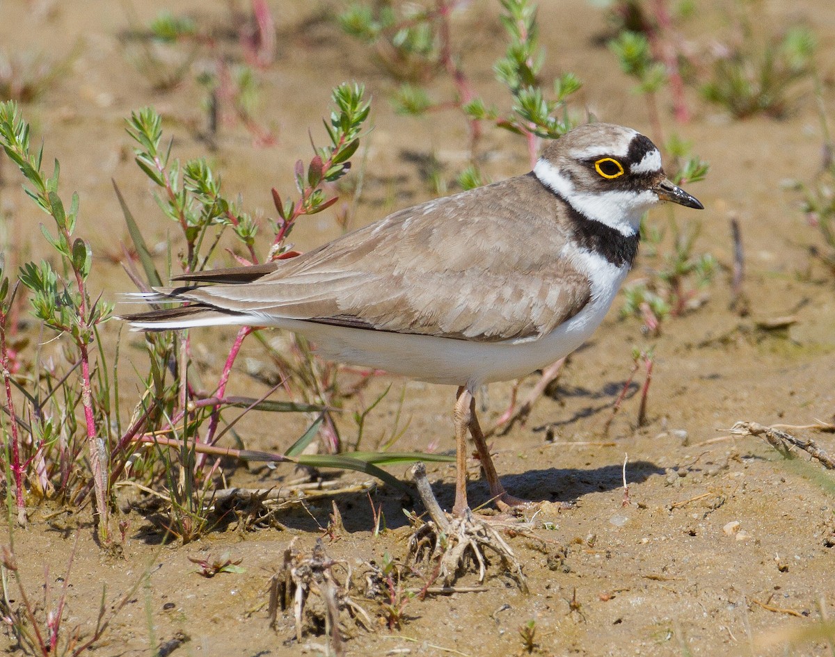 Little Ringed Plover - ML230080241