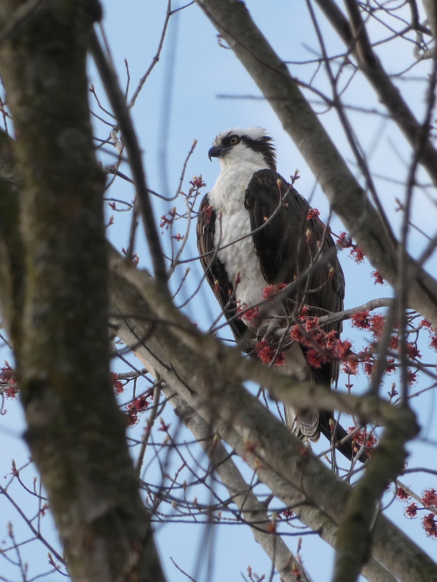 Osprey - Monique Berlinguette