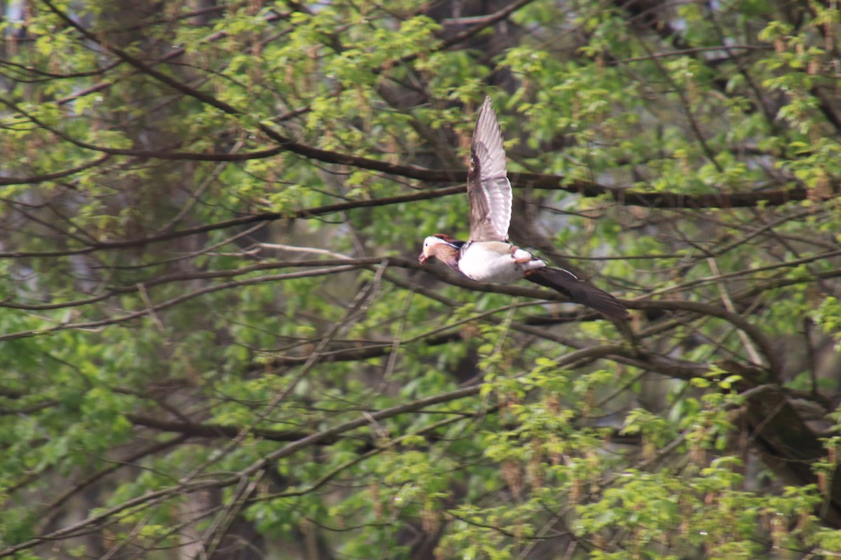 Mandarin Duck - ML230081371