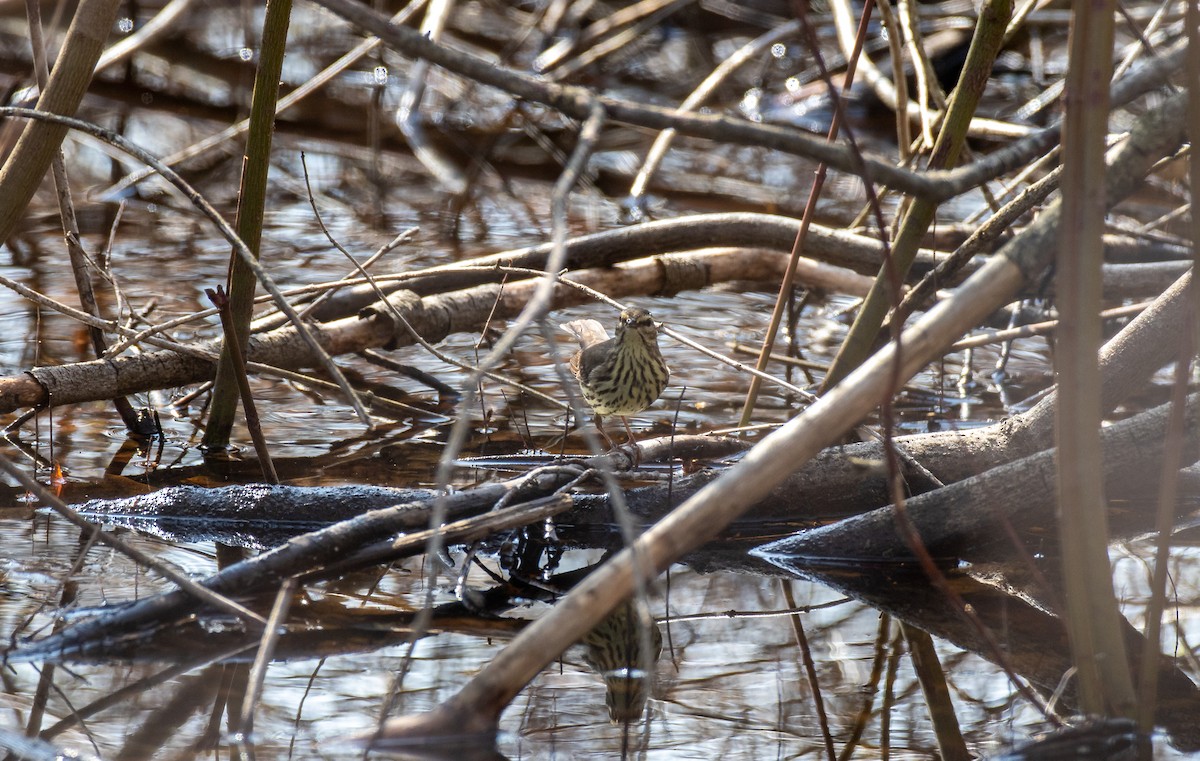 Northern Waterthrush - ML230082451