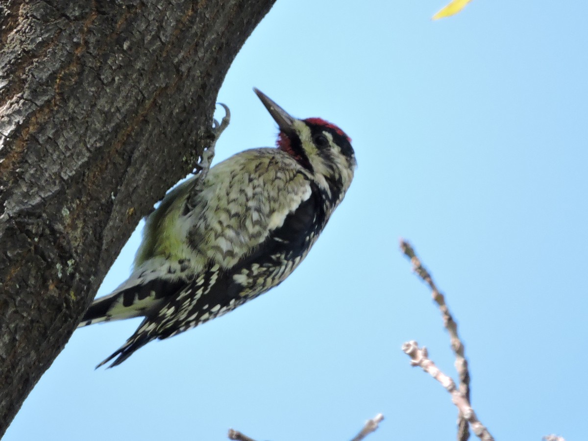 Yellow-bellied Sapsucker - ML23008251