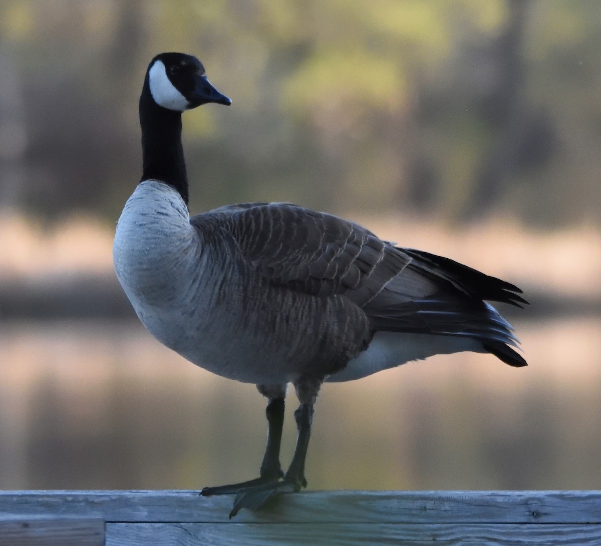 Bernache du Canada - ML230082751