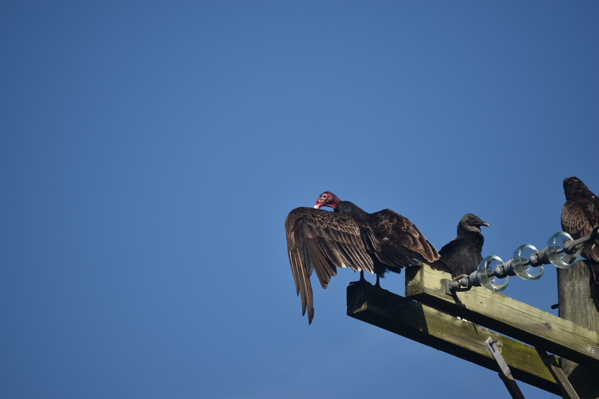 Turkey Vulture - ML230082971