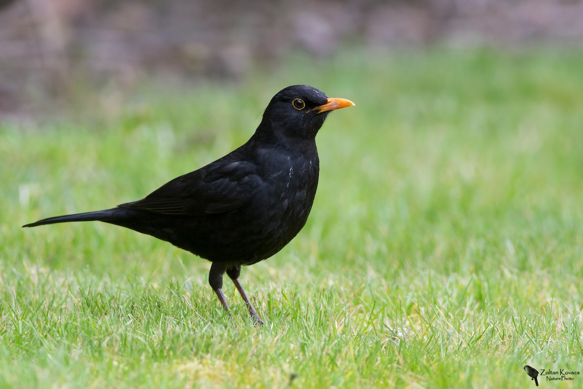 Amsel - ML230084321