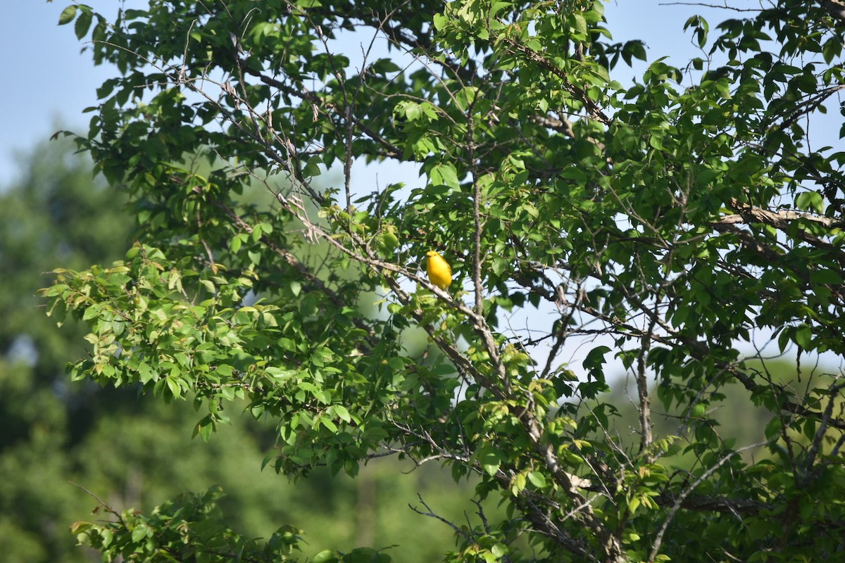 Prothonotary Warbler - ML230085541