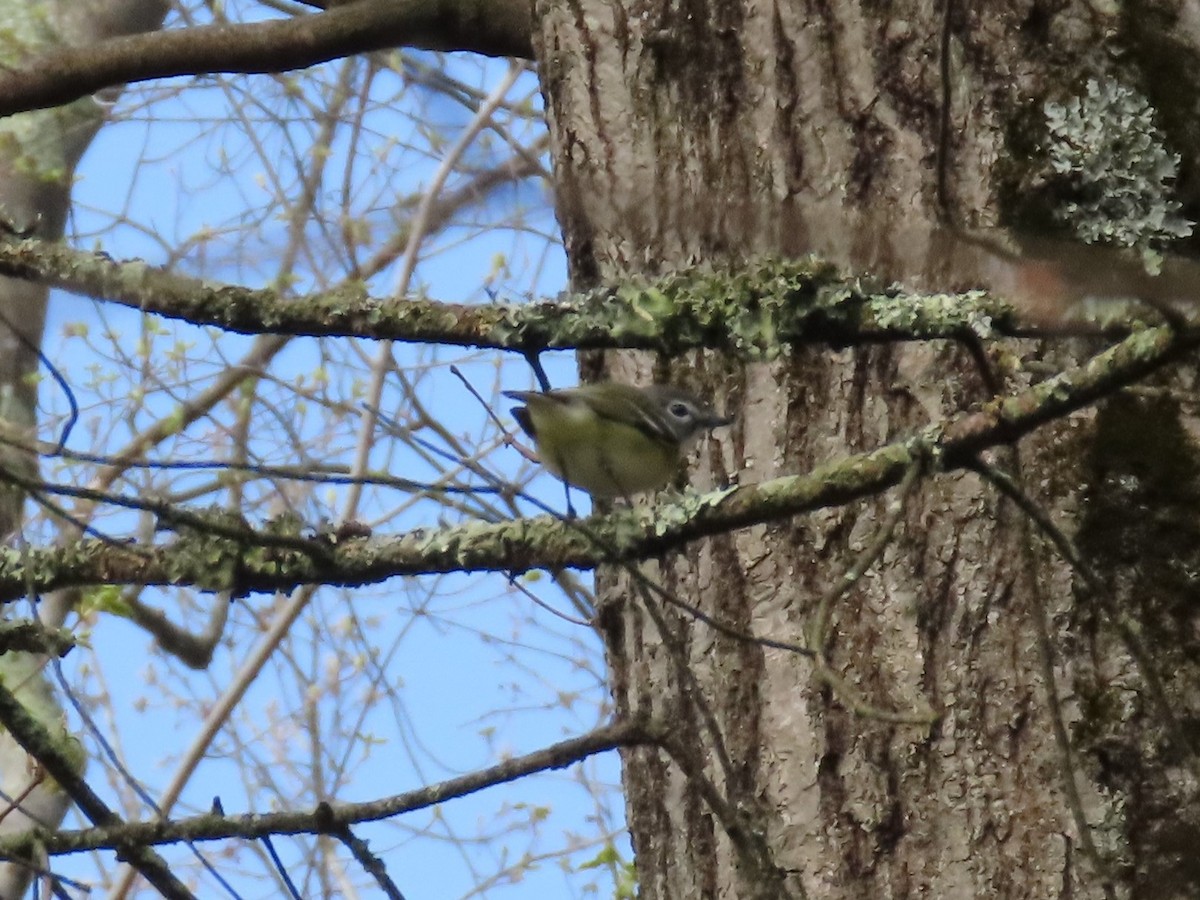Blue-headed Vireo - ML230086731