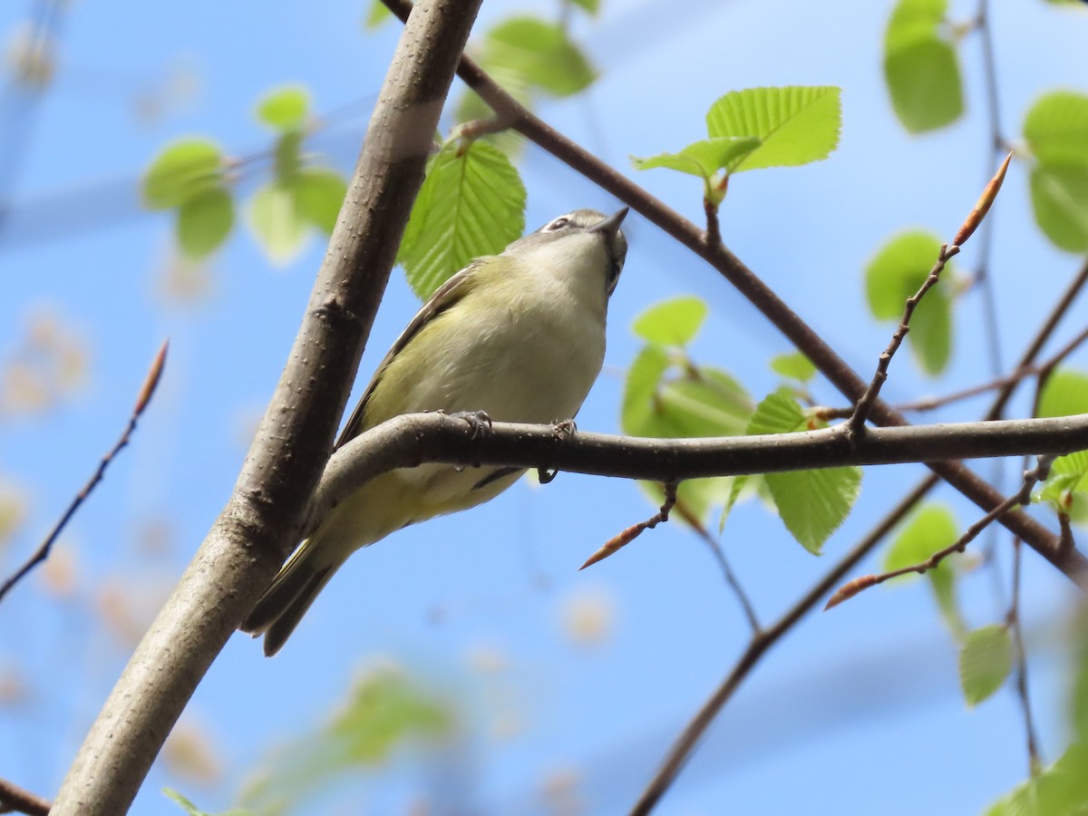 Blue-headed Vireo - ML230086751