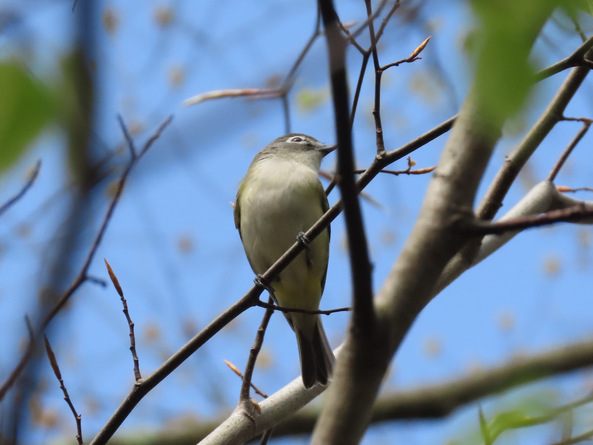 Blue-headed Vireo - ML230086771