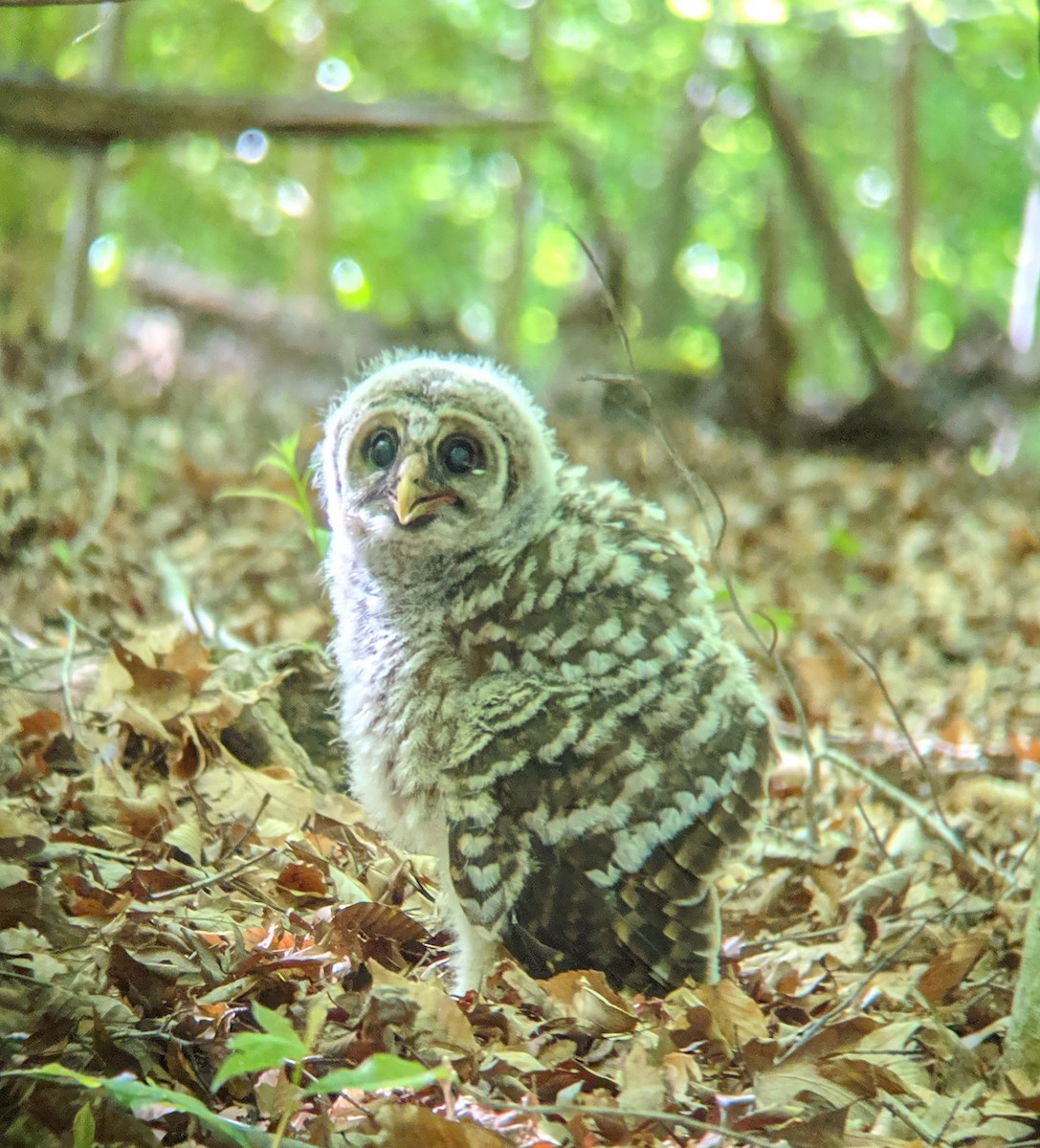 Barred Owl - ML230087861