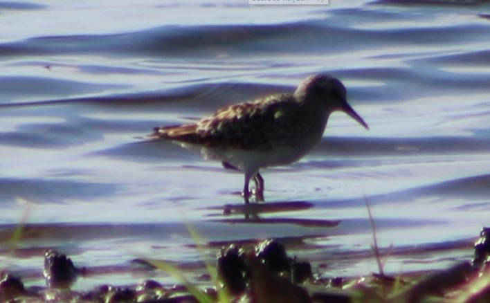 White-rumped Sandpiper - Derek LaFlamme