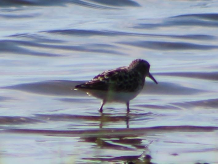 White-rumped Sandpiper - Derek LaFlamme