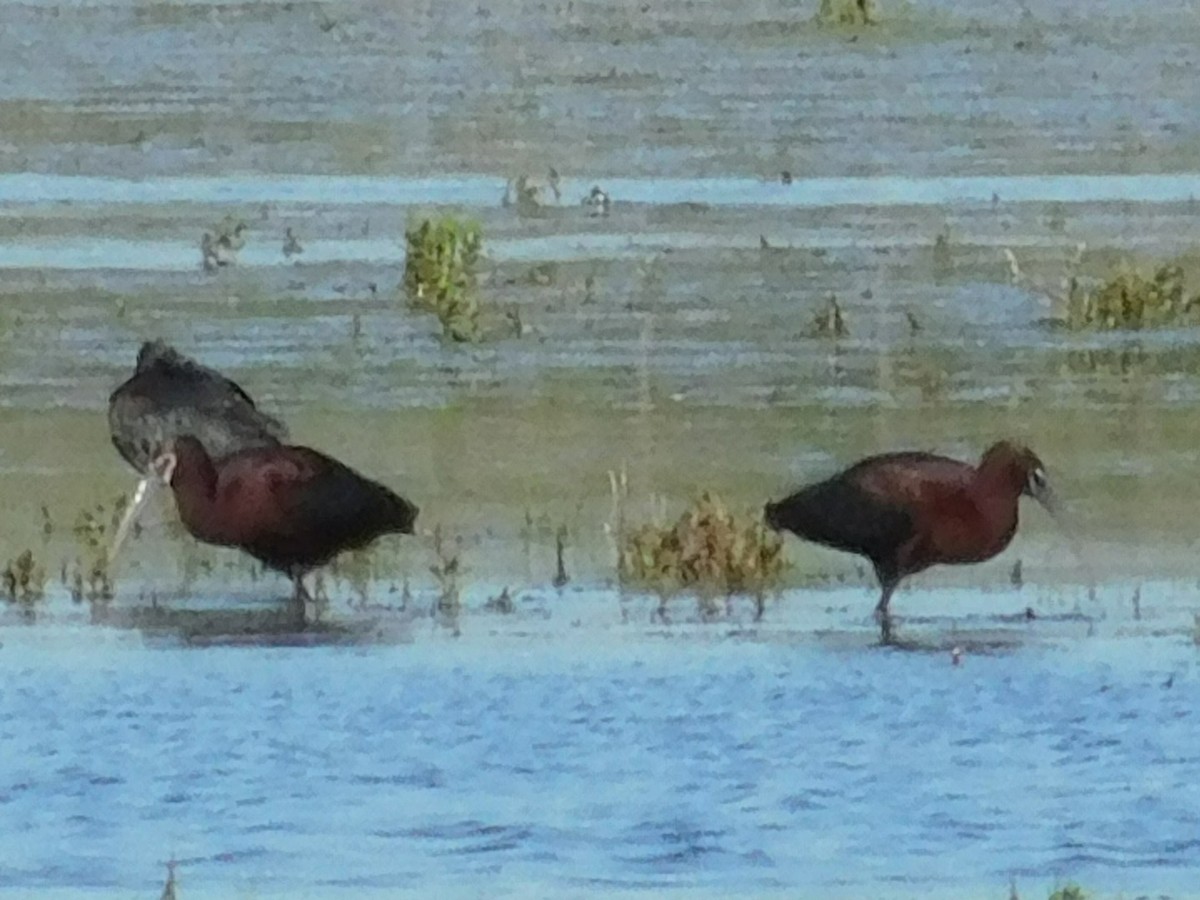 White-faced Ibis - Thomas Mudd