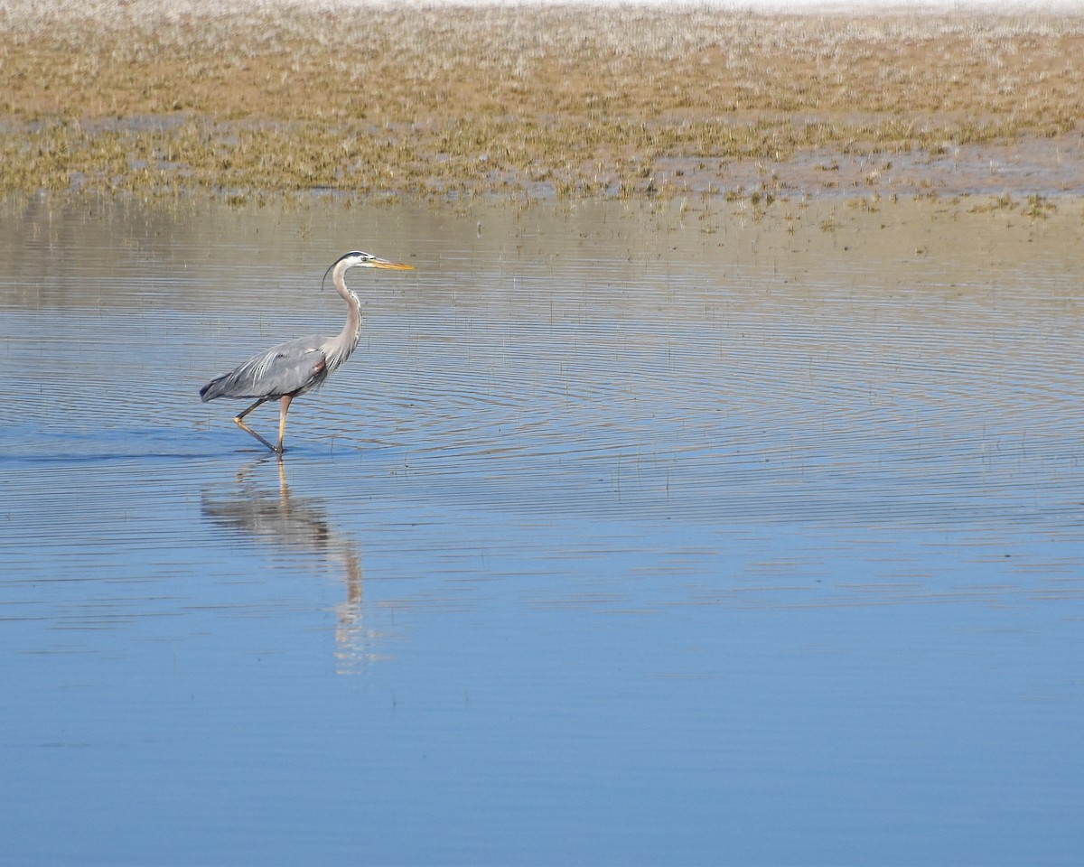 Great Blue Heron - ML230092761