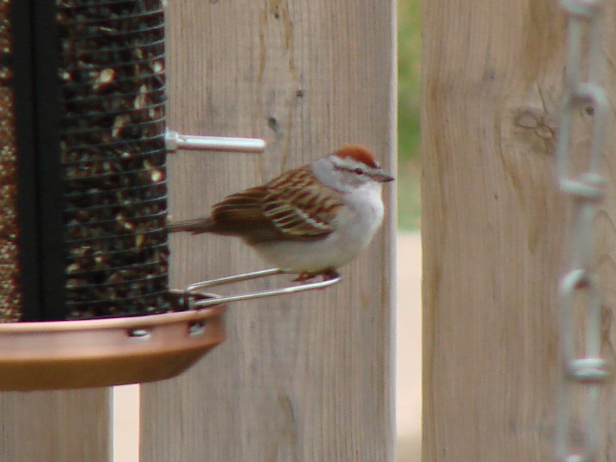 Chipping Sparrow - ML230093021