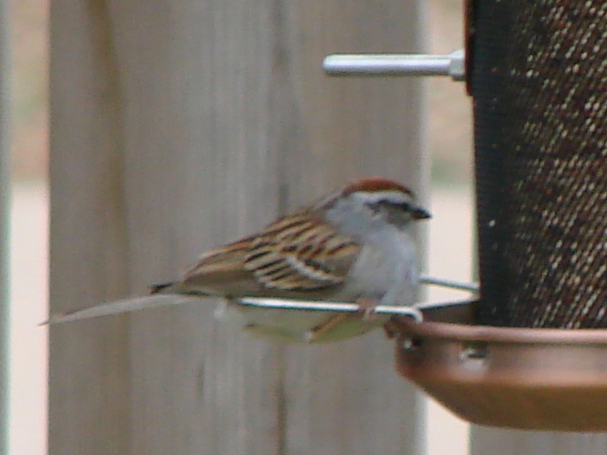 Chipping Sparrow - ML230093211