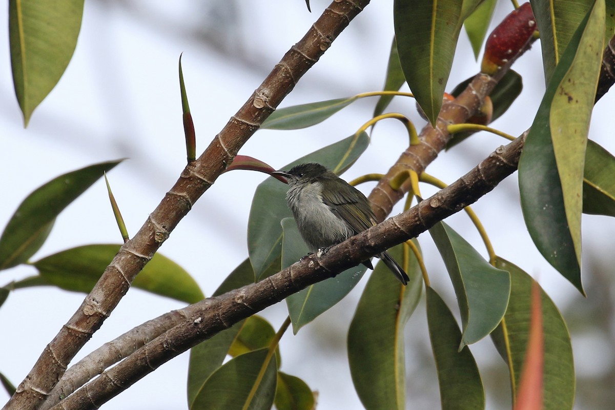 Spotted Berrypecker - ML230093381