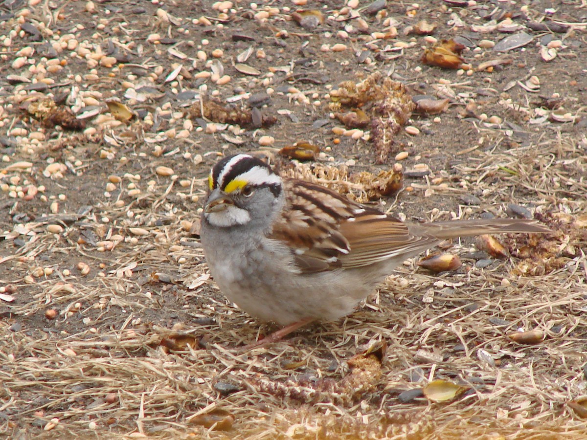 White-throated Sparrow - ML230093411