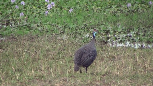 Helmeted Guineafowl - ML230094991