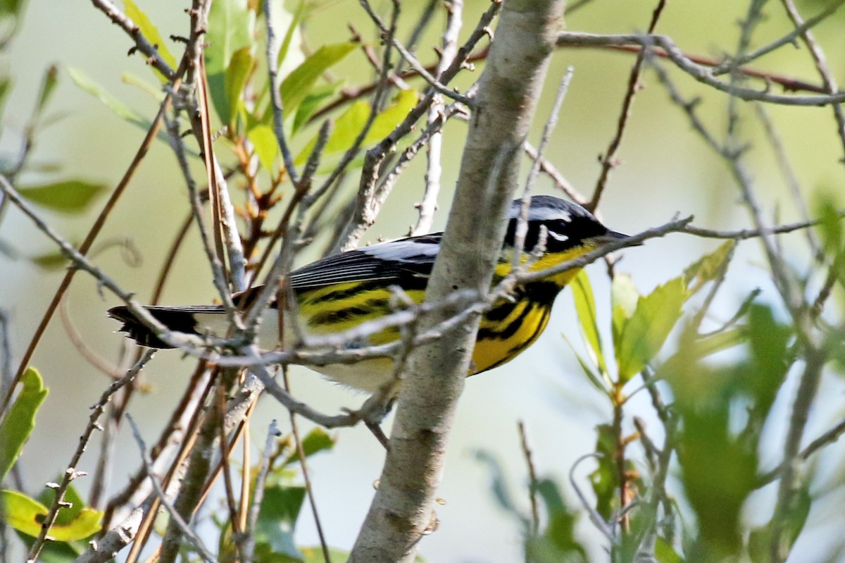 Magnolia Warbler - Dick Dionne