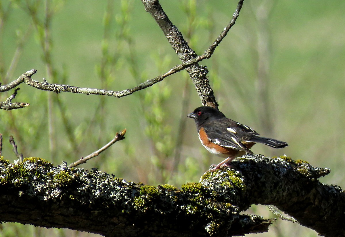 Eastern Towhee - ML230095491