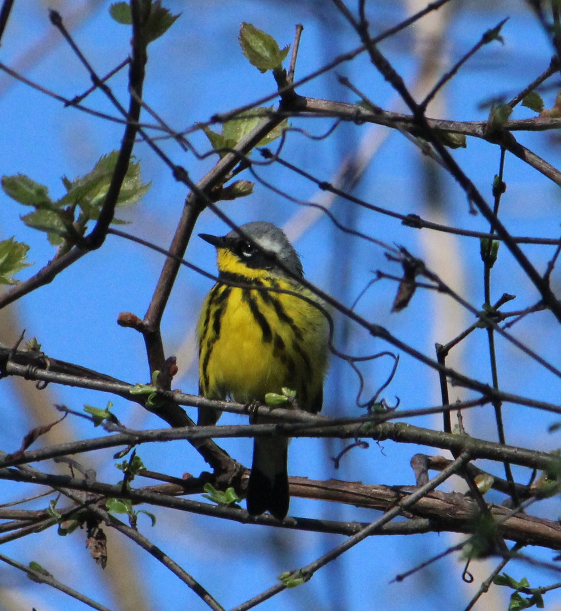 Magnolia Warbler - ML230095681