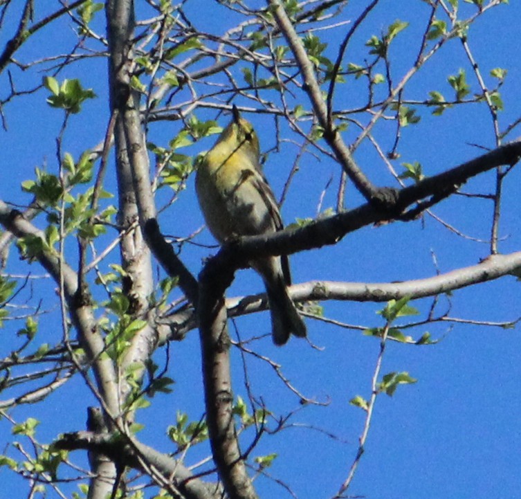Pine Warbler - ML230095701
