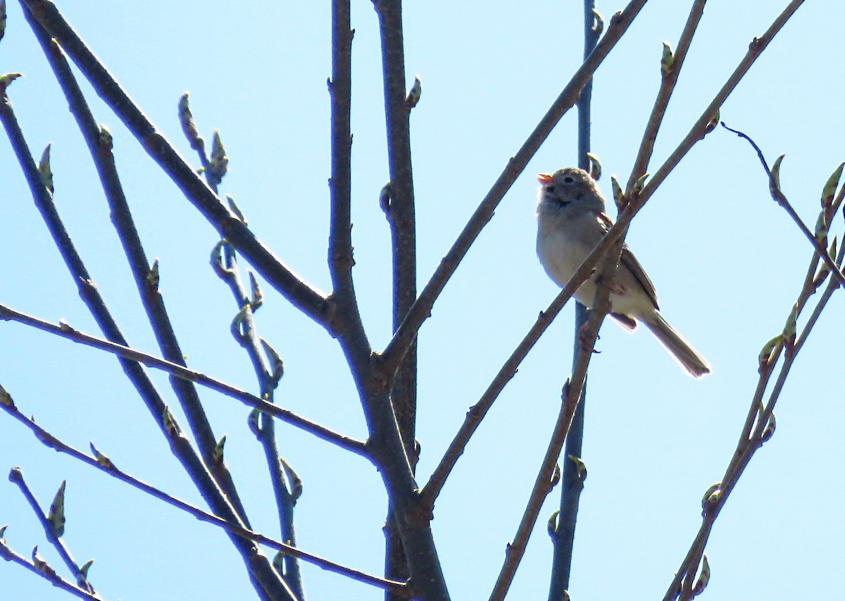 Field Sparrow - ML230096301