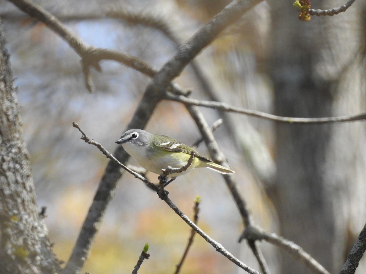 Blue-headed Vireo - Cory Elowe